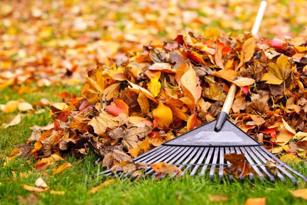 Cost of Leaves Removal in Paso Robles