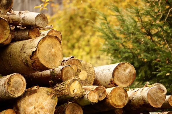 Cost of Wood Pile Removal in Paso Robles