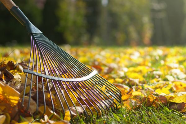 Cost of Leaf Raking Service in Paso Robles