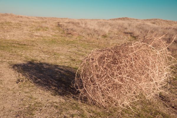 Cost of Tumbleweed Removal in Paso Robles