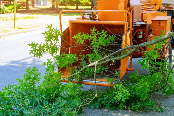 Cost of Tree Branches Removal in Paso Robles