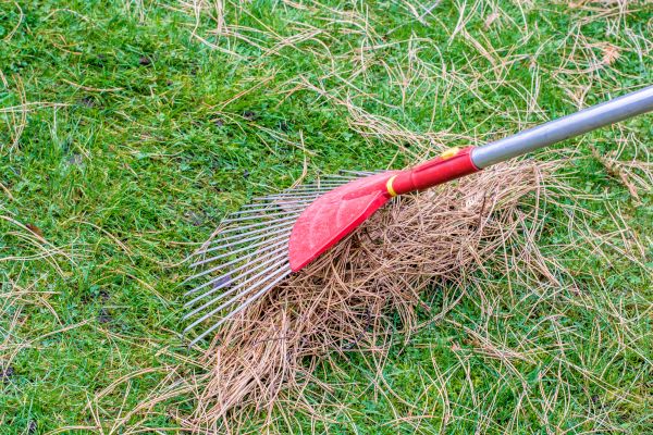 Cost of Pine Needle Raking in Paso Robles