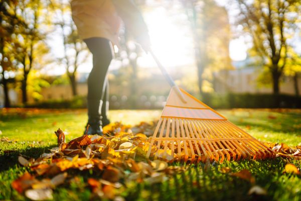 Cost of Leaves Raking in Paso Robles