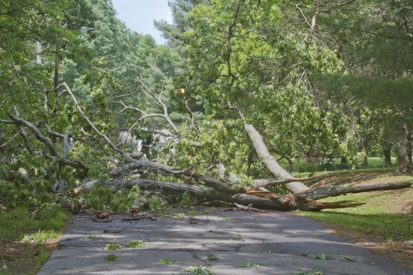 Cost of Tree Debris Removal in Paso Robles
